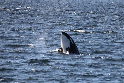 Whales & Wildlife Report – Great Sightings Every Day For The Last Two ...