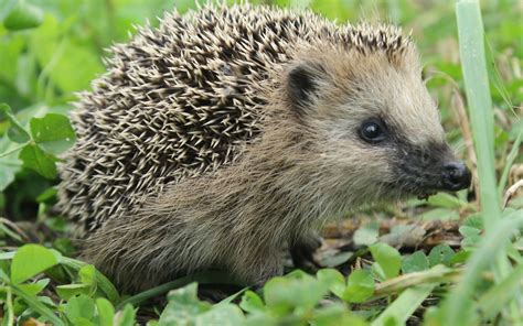 Download Animal Hedgehog HD Wallpaper