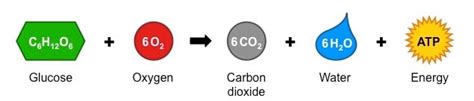 U12L6 Warmup - Cellular Respiration and Photosynthesis - Jake Zerfas | Library | Formative