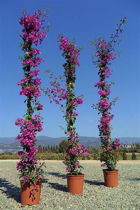 Plants & Flowers » Bougainvillea | Plants, Planting flowers, Climbing flowers