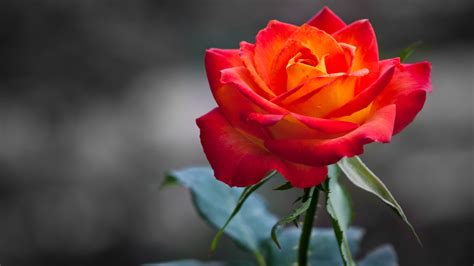 Beautiful Rose Wallpapers HD - WallpaperSafari