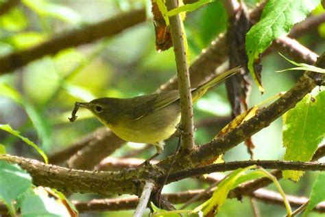 Female Nashville Warbler | Chris Kozlosky | Flickr