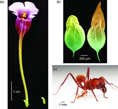 1 Spectacular examples of phenotypic plasticity occur in organisms that... | Download Scientific ...