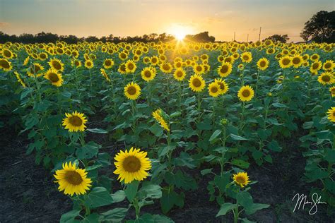 Sunflower State Sunset | Haysville, KS | Mickey Shannon Photography