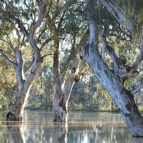 River Red Gum (Eucalyptus camaldulensis) | TreeProject