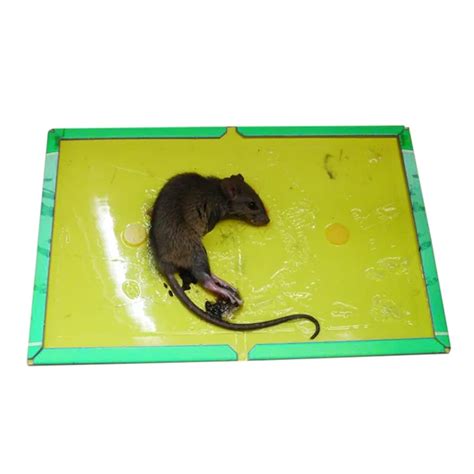 Aliexpress.com : Buy Hot Convenient Useful Mouse Rat Mice Sticky Traps Board Trapper Glue ...