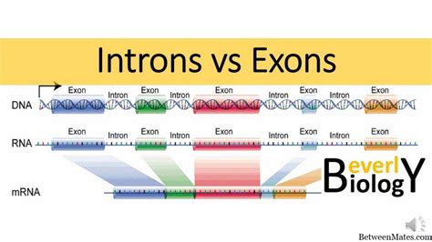 Exones e intrones - 2021 - CIENCIA