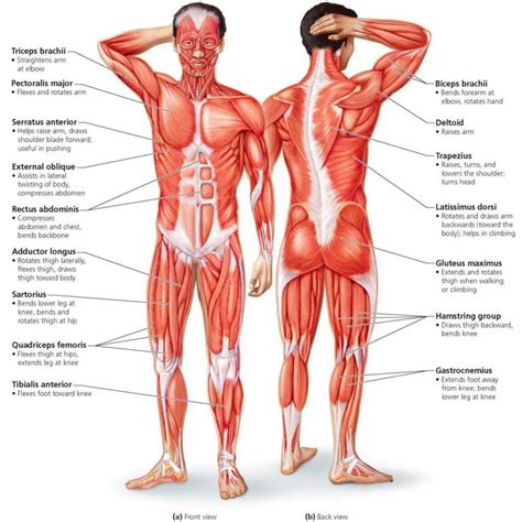 anatomy back of body skeletal muscles Diagram | Quizlet