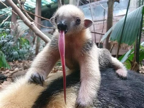 London Zoo welcomes surprise baby tamandua conceived on its parents’ first date | Express & Star