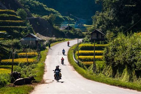 Rice Harvest Season in Northern Vietnam - Vietnam Discovery Travel