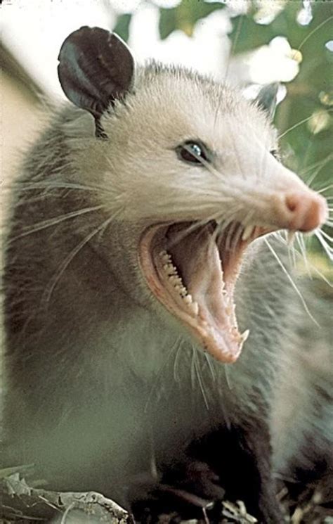 These possums aren’t playin’ | Local News | The Daily News