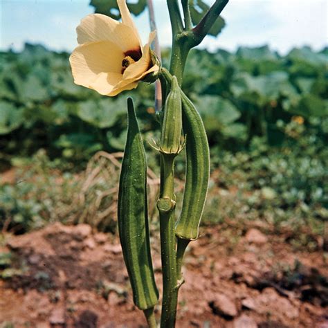 Malvaceae | Flowering Plants, Trees & Shrubs | Britannica