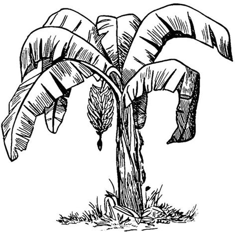 Sketch of Banana Bunch Coloring Pages | Tree sketches, Drawings, Ink ...