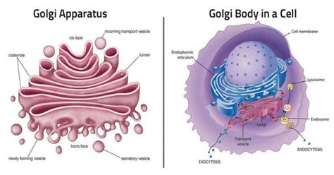 Golgi Apparatus: Definition, Structure, Functions