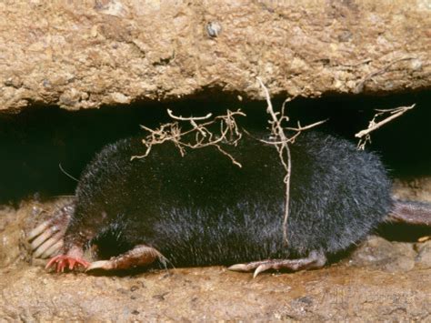 Star-Nosed Mole | Habitat