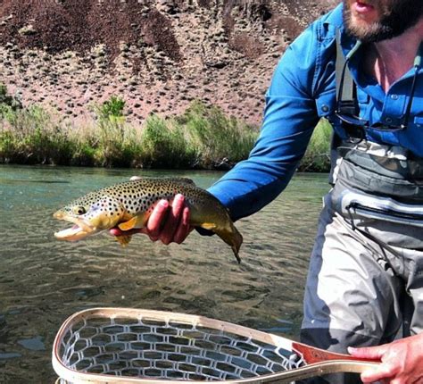 Owyhee River Fly Fishing Eastern Oregon's top rivers