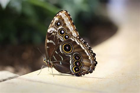 The Fun: smithsonian butterfly pavilion