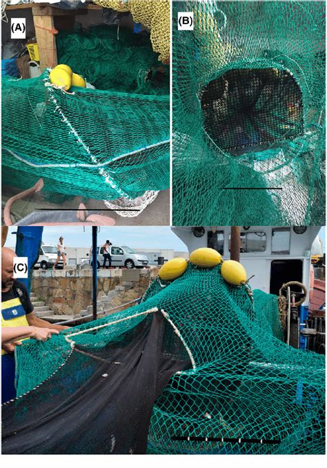 Modifications for reducing bycatch in Mediterranean trawl fisheries... | Download Scientific Diagram