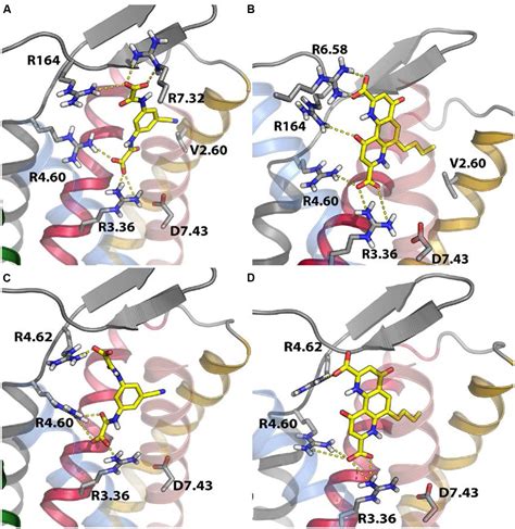 Frontiers | G protein-coupled receptor 35: an emerging target in inflammatory and cardiovascular ...