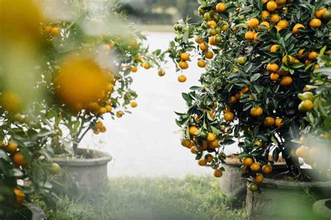 The Dwarf Tangerine Tree - Minneopa Orchards