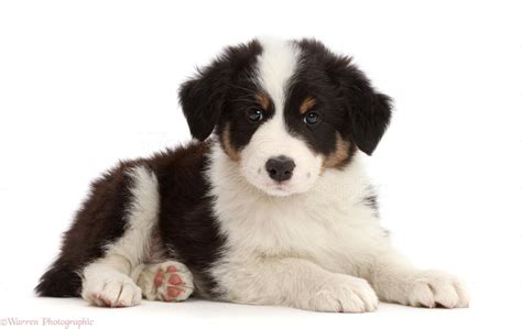 Dog: Tricolour Border Collie puppy photo WP43308