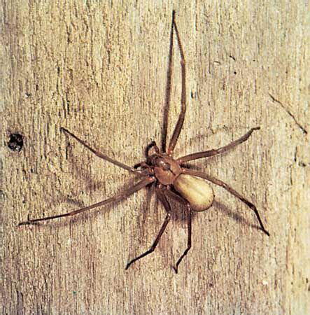 9 of the World’s Deadliest Spiders | Britannica