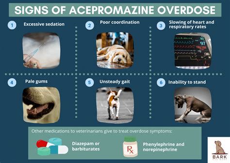 Everything You Need To Know About Acepromazine For Dogs | Bark For More