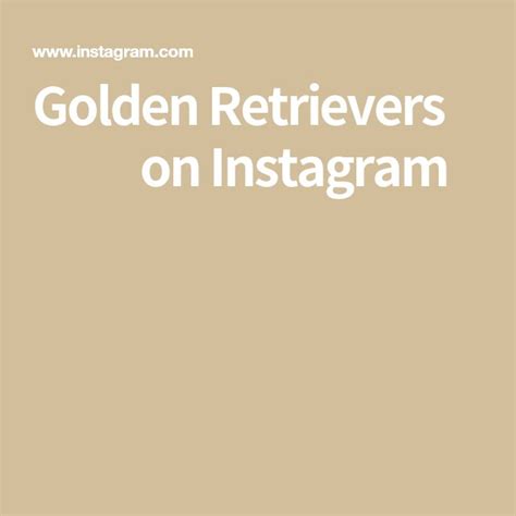 Golden Retrievers ️ on Instagram | Golden retriever, Retriever, Instagram