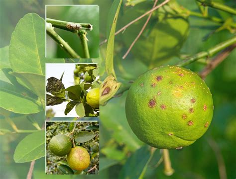 4 Common Lemon Tree Diseases to Watch for