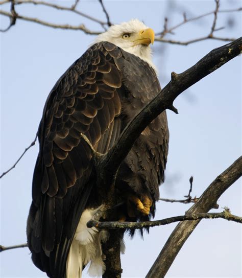 Fat Eagle In A Tree Photograph by Clarence Alford