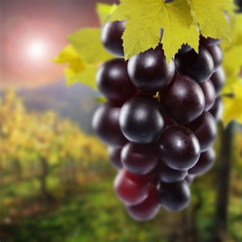 Purple Grapes Wallpapers - Wallpaper Cave