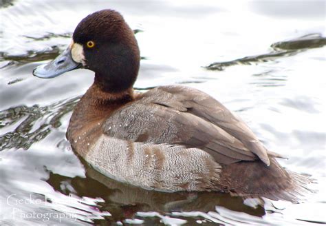 Female Lesser Scaup seen at Beacon Hill Park Redhead Duck, Beacon Hill Park, Duck Species, Duck ...