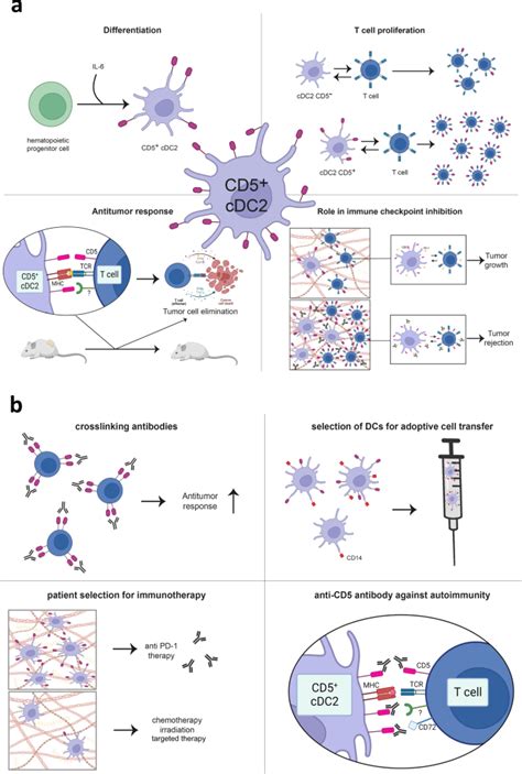 CD5: from antiquated T cell marker to immunotherapy’s new hope,Signal ...