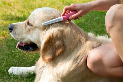 3 Grooming Tips for My Golden Retriever - Jay Bird Blog