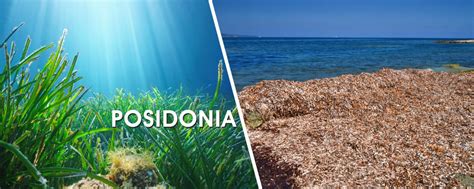 The Posidonia plant - Gloogs