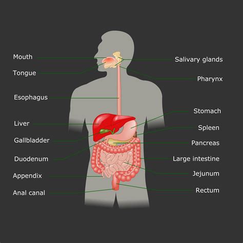 Digestive System Diagram Labeled Diseases