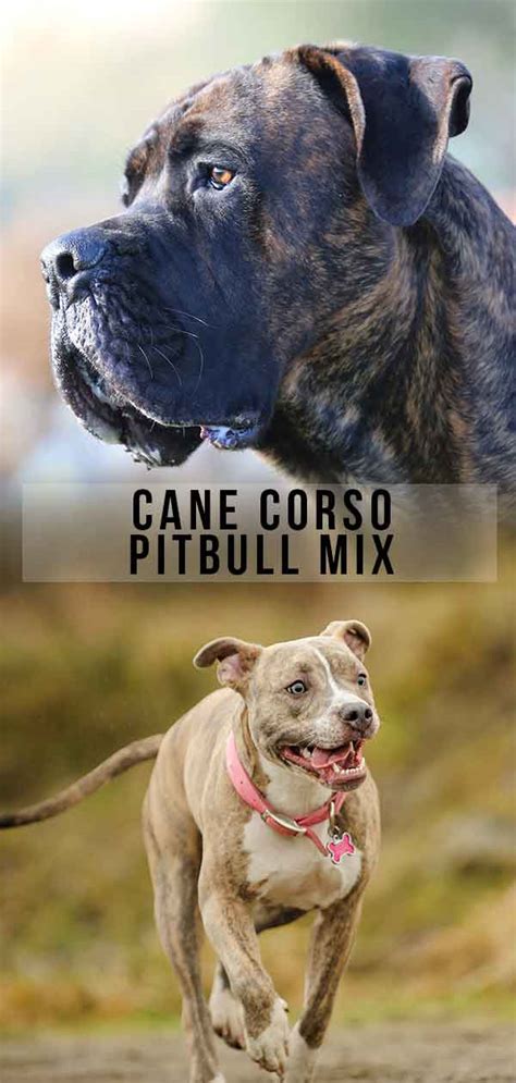 Cane Corso Pitbull Mix - What Do You Need To Know About This Cross?