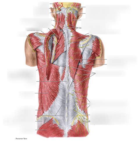 Superficial Back Muscles Diagram | Quizlet