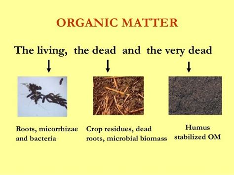 Soil organic matter pkm