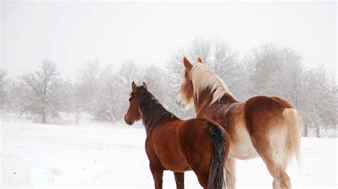 31+ Horses In Snow Wallpaper Pics