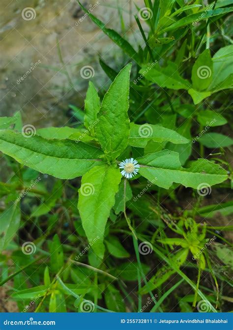 False Daisy Trailing Eclipta Bhringaraj Kesharaj Ayurvedic Medicine Flower Plant Stock Image ...