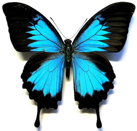 Real Blue Papilio Ulysses Butterfly - Etsy