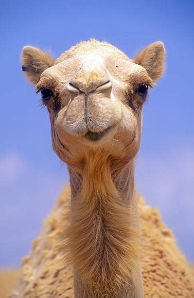 Best Camel Face Stock Photos, Pictures & Royalty-Free Images - iStock