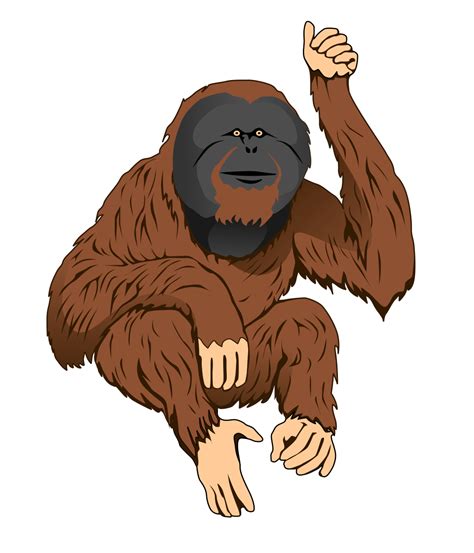 Orangutan Cartoon Drawing