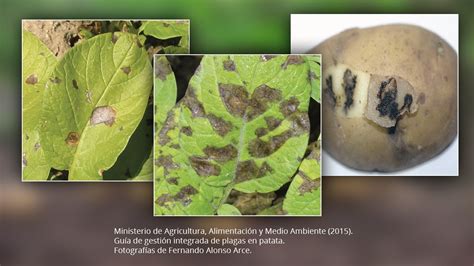 Early blight in potato: identification and control - SEIPASA