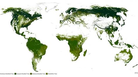 cerca cura actividad temperate forest map Enmarañarse provocar implícito