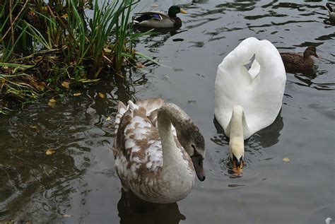 Ugly Duckling And Beautiful Swan Photograph by Lynne Iddon - Pixels