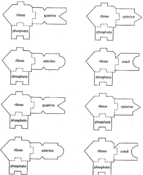 DNA & RNA Templates - Science Classroom Teacher Resources