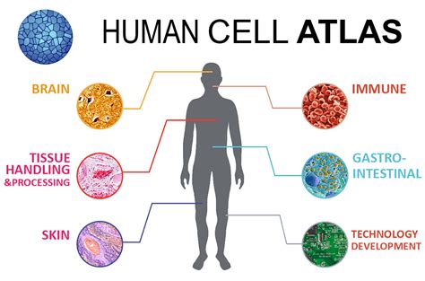 WU Nephrology Integral Part in CZI Push to Accelerate Scientific ...