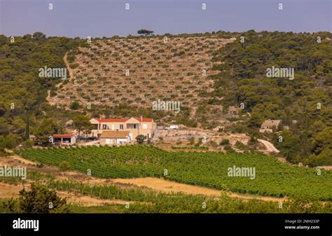 VIS, CROATIA, EUROPE - Senjanovic Winery vineyards, in the interior of ...